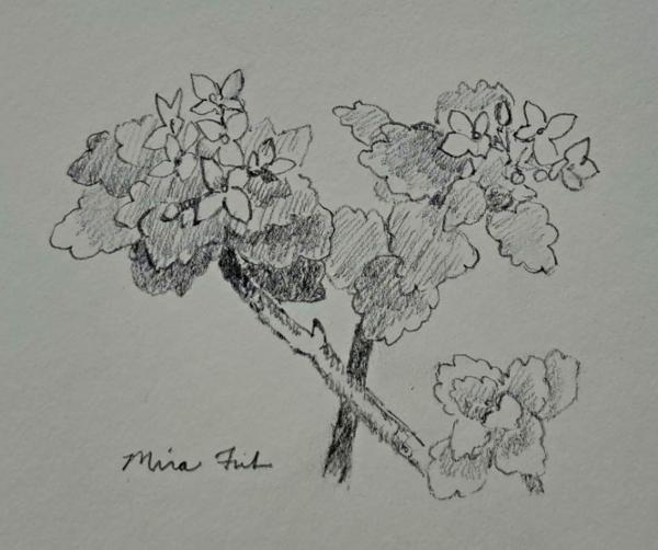 Drawing from the Garden Hands-on Workshop at the Beatrix Farrand Garden